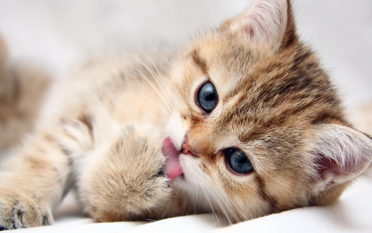 Adorable Golden British Shorthair Kitten Licking Paw