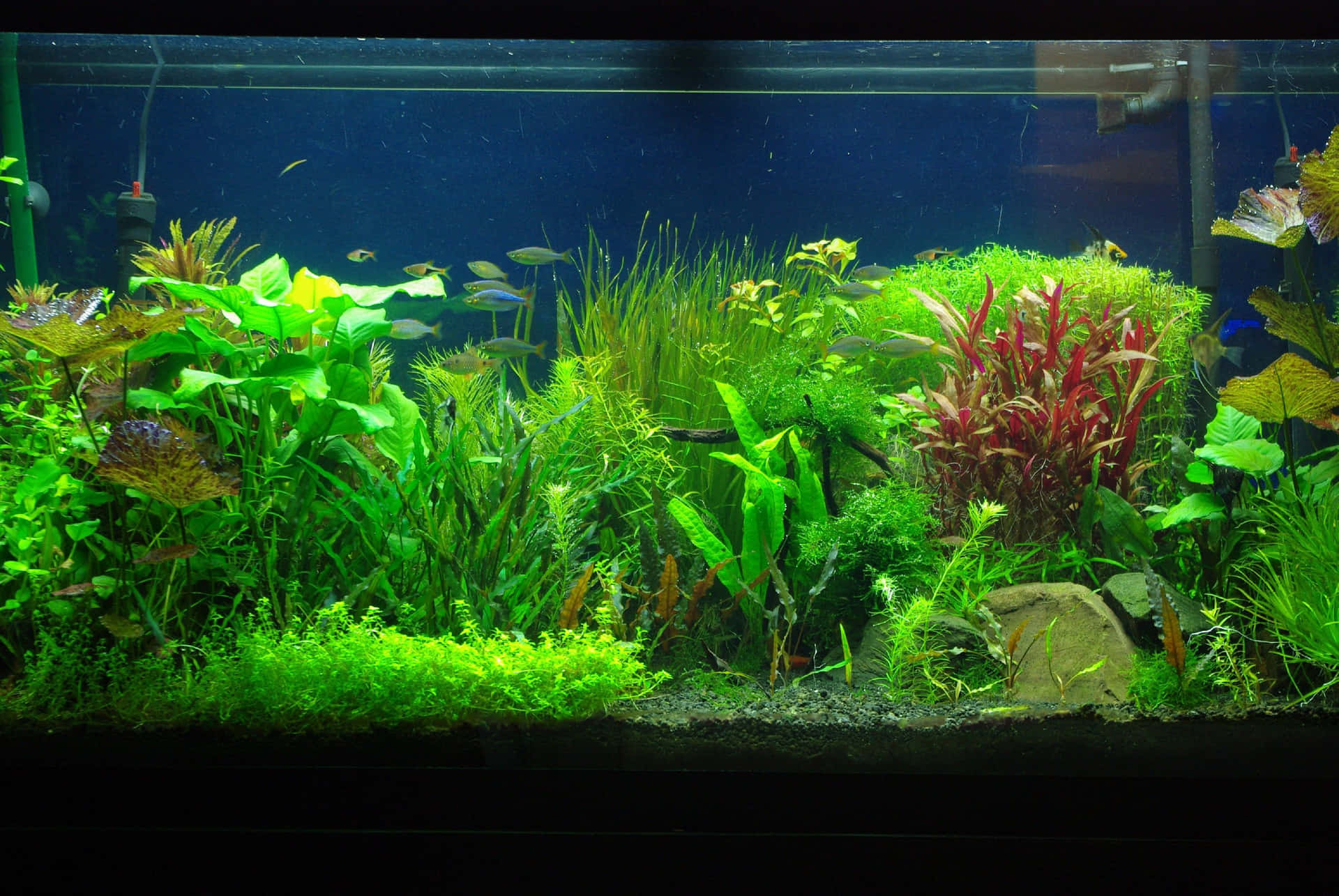 Aquarium Fish Tank Wallpaper