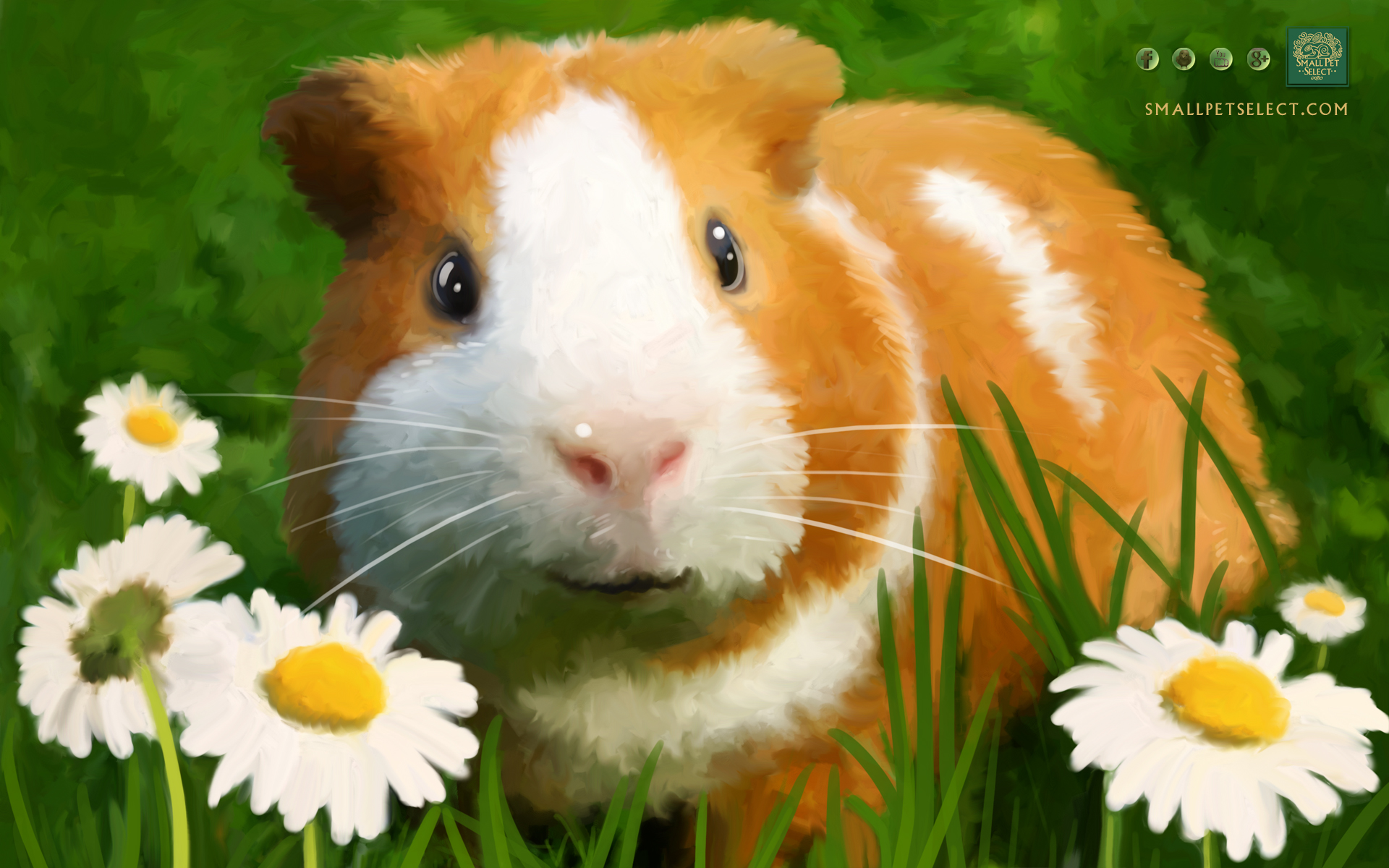 Guinea Pig Wallpaper   Screensaver for your PC MAC Ipad cell phone 1920x1200