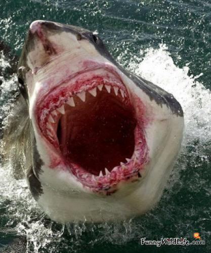 Great White Shark Funny Videos And Pictures