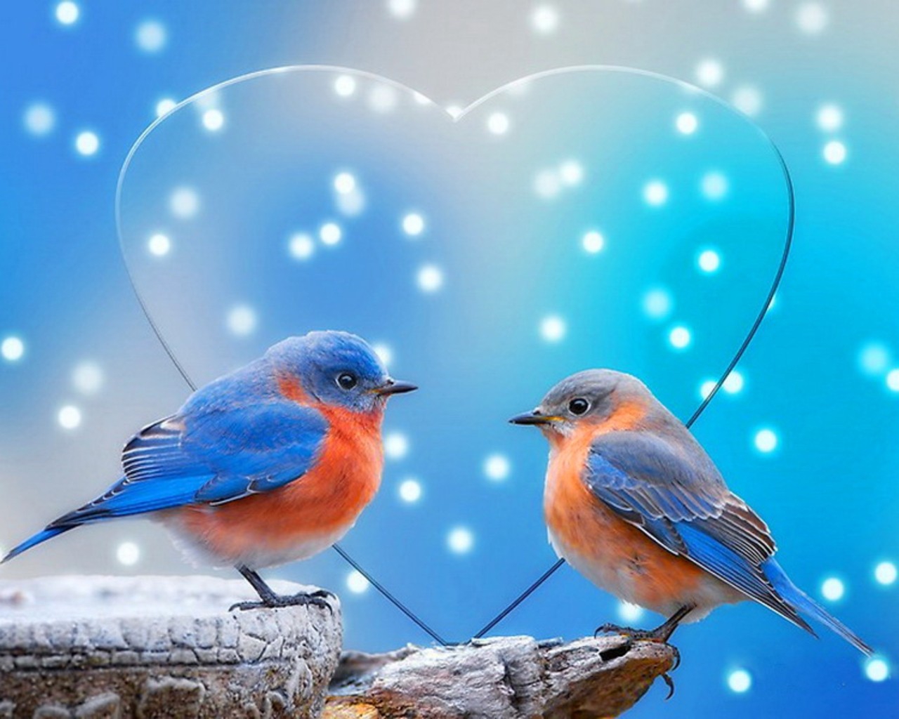 Blue Snow Love Birds Hart Wallpaper Animals HD