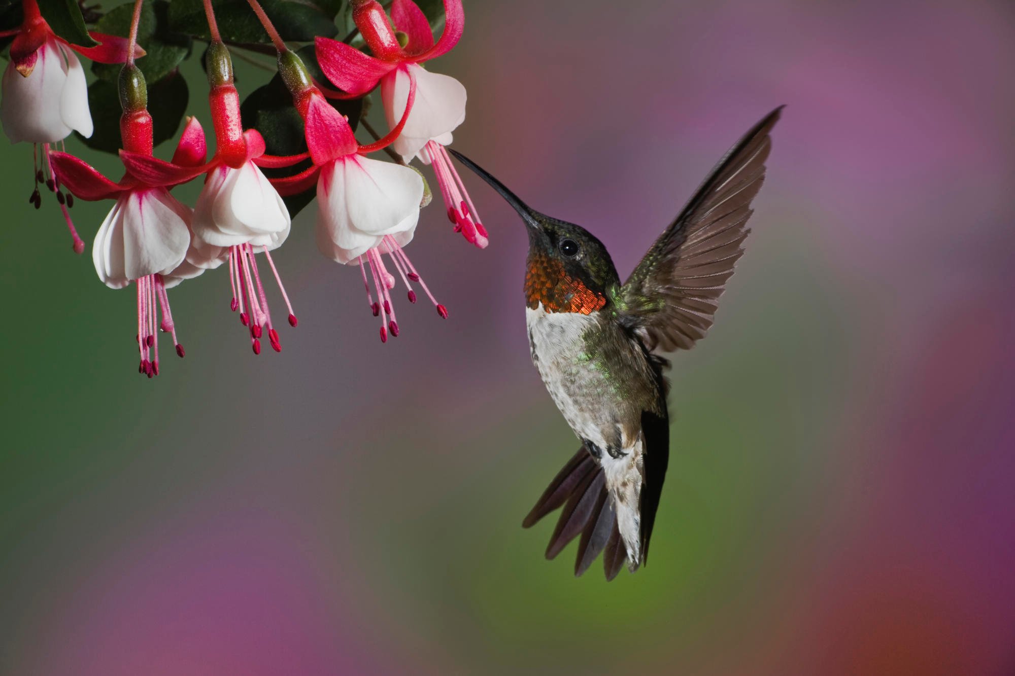 Download Hummingbird Wallpaper Free Wallpapers