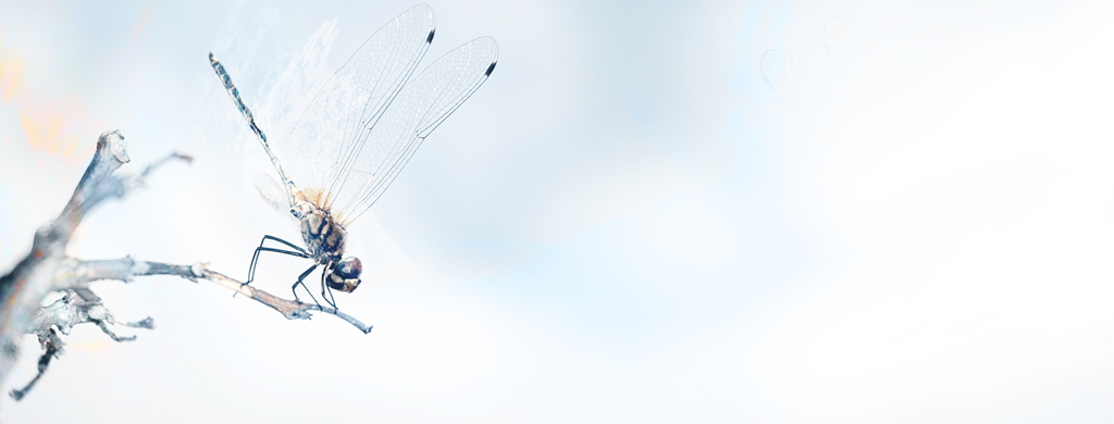 Dragonfly Wallpaper Pack By Jk3y