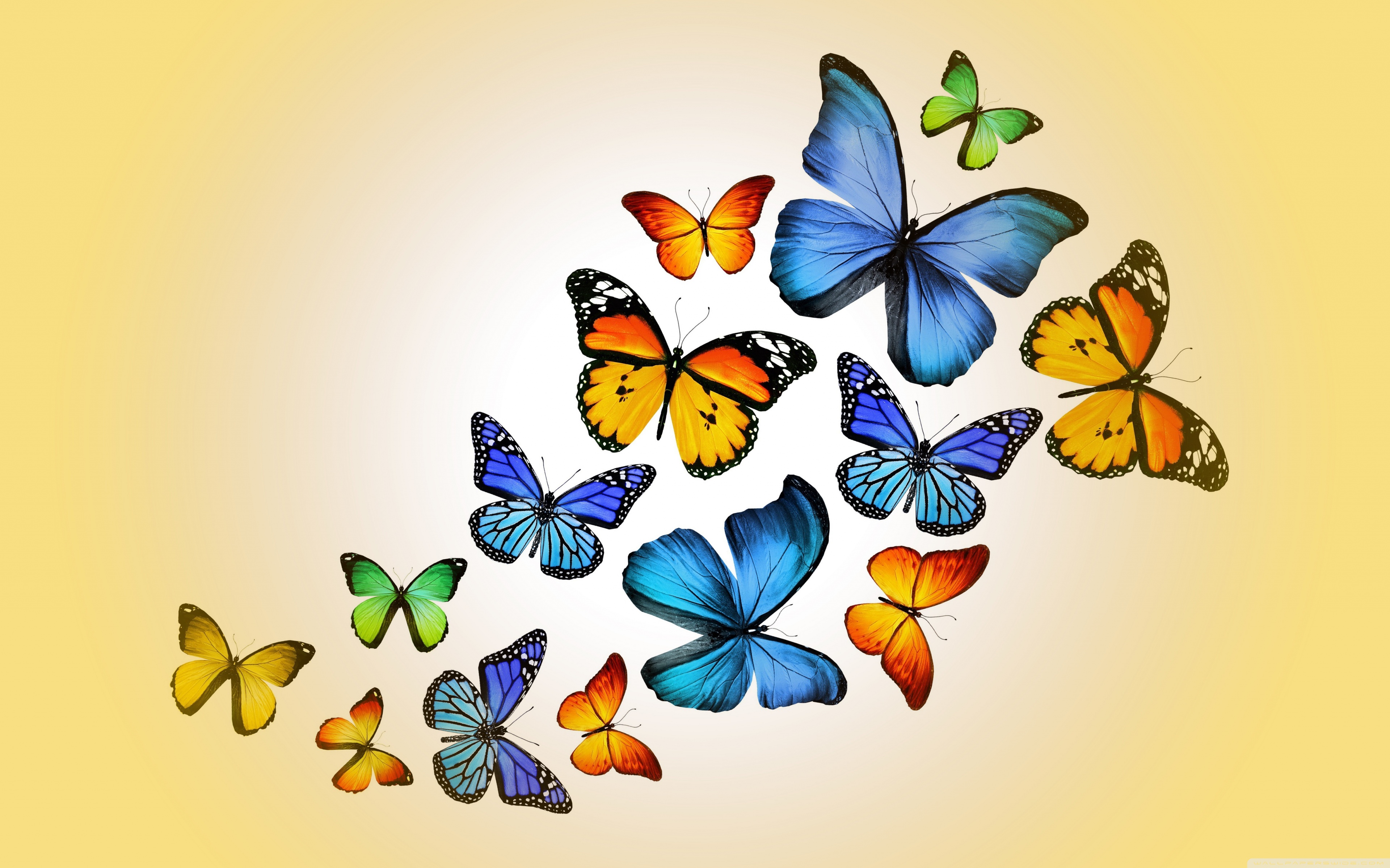 Butterflies 4k HD Desktop Wallpaper For Ultra Tv Wide