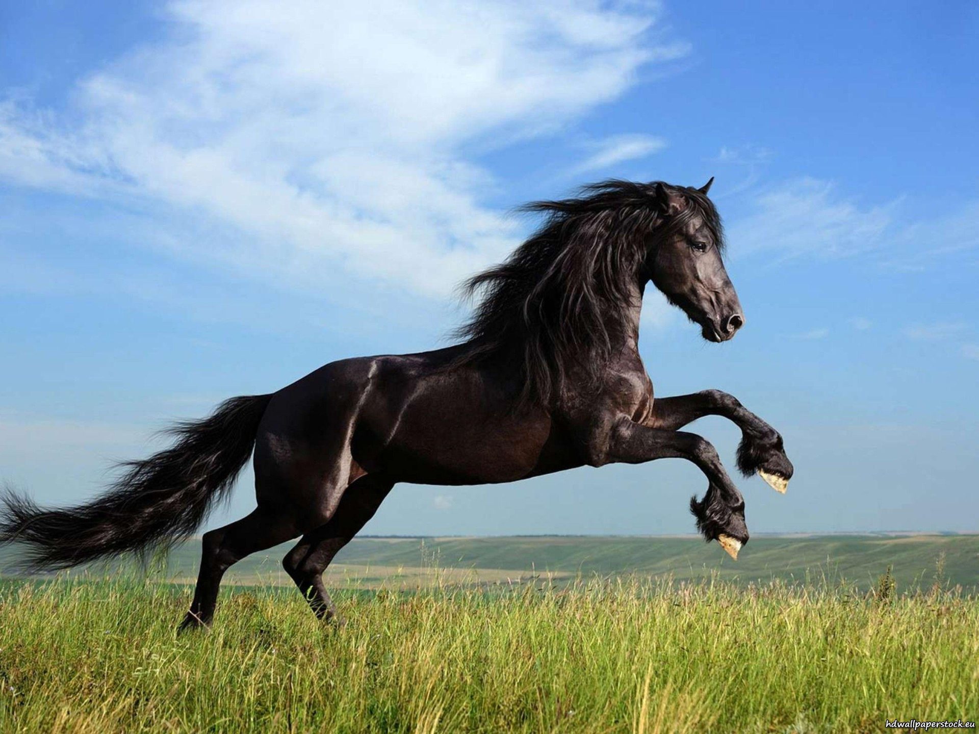 Horse Jumping Desktop Wallpaper HD Background
