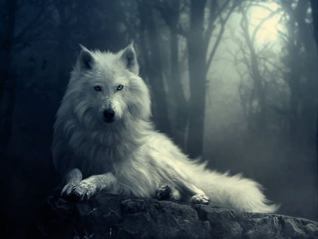 Images For Beautiful White Fox Wallpapers Cute Pictures Photos 640x480