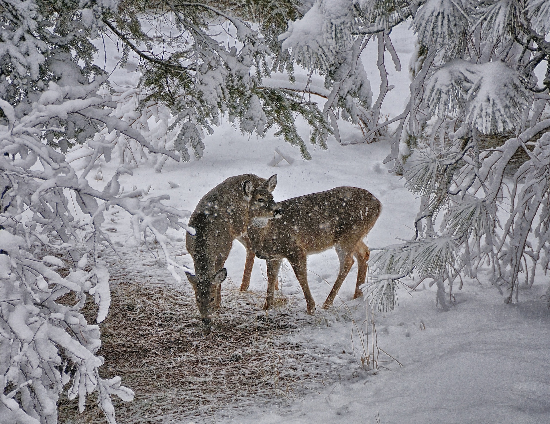 Photo Deer Winter Snow Branches Animals