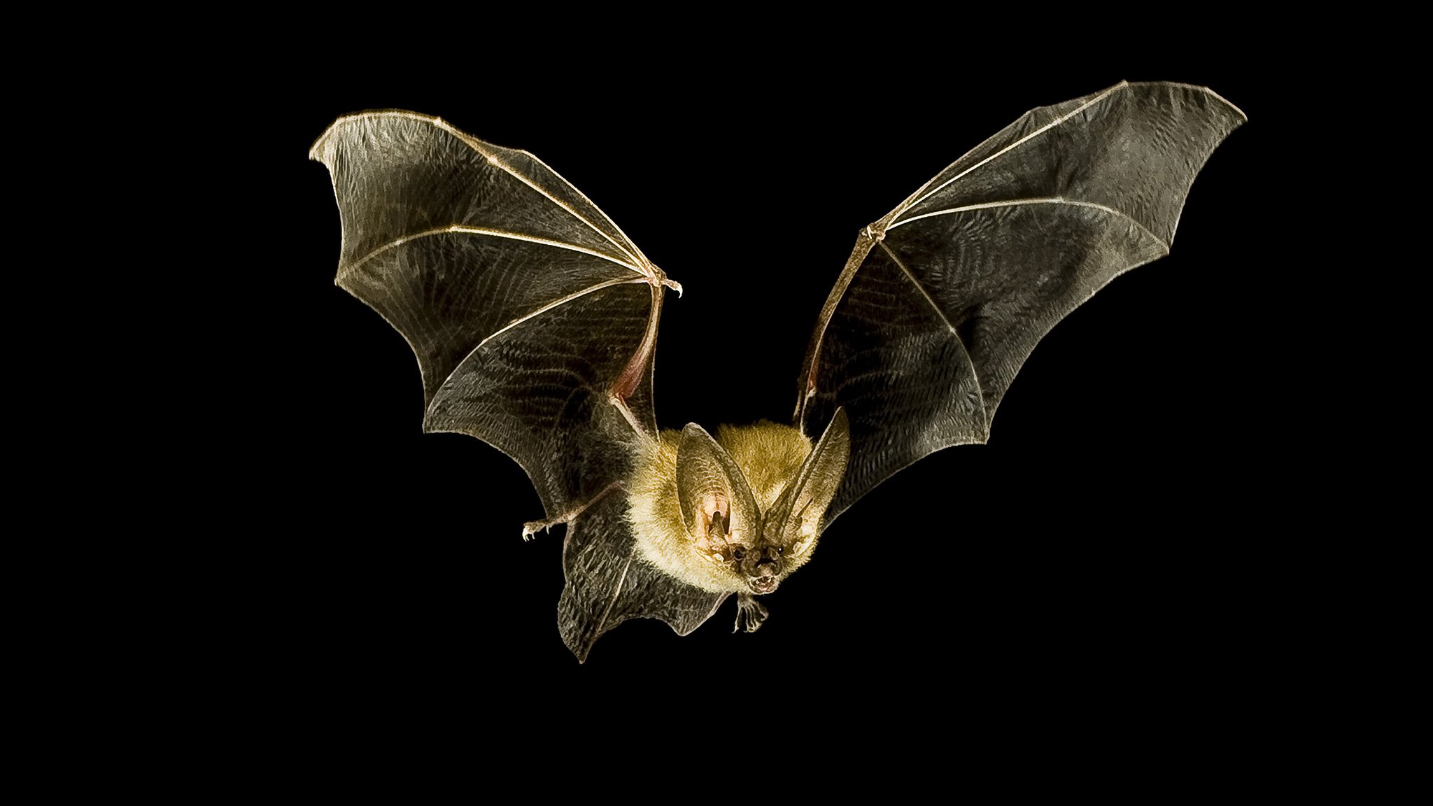 vampire bat flying
