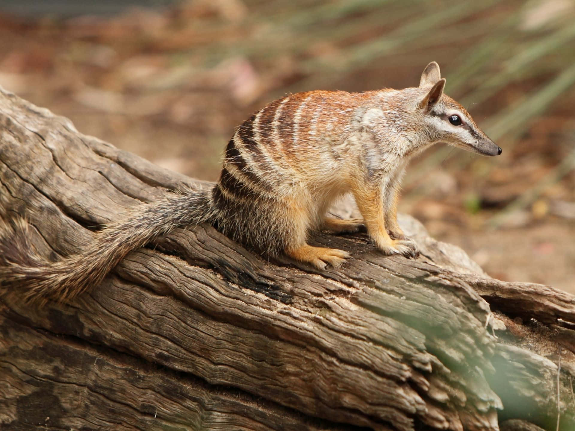 A numbat perched on a log in its natural habitat