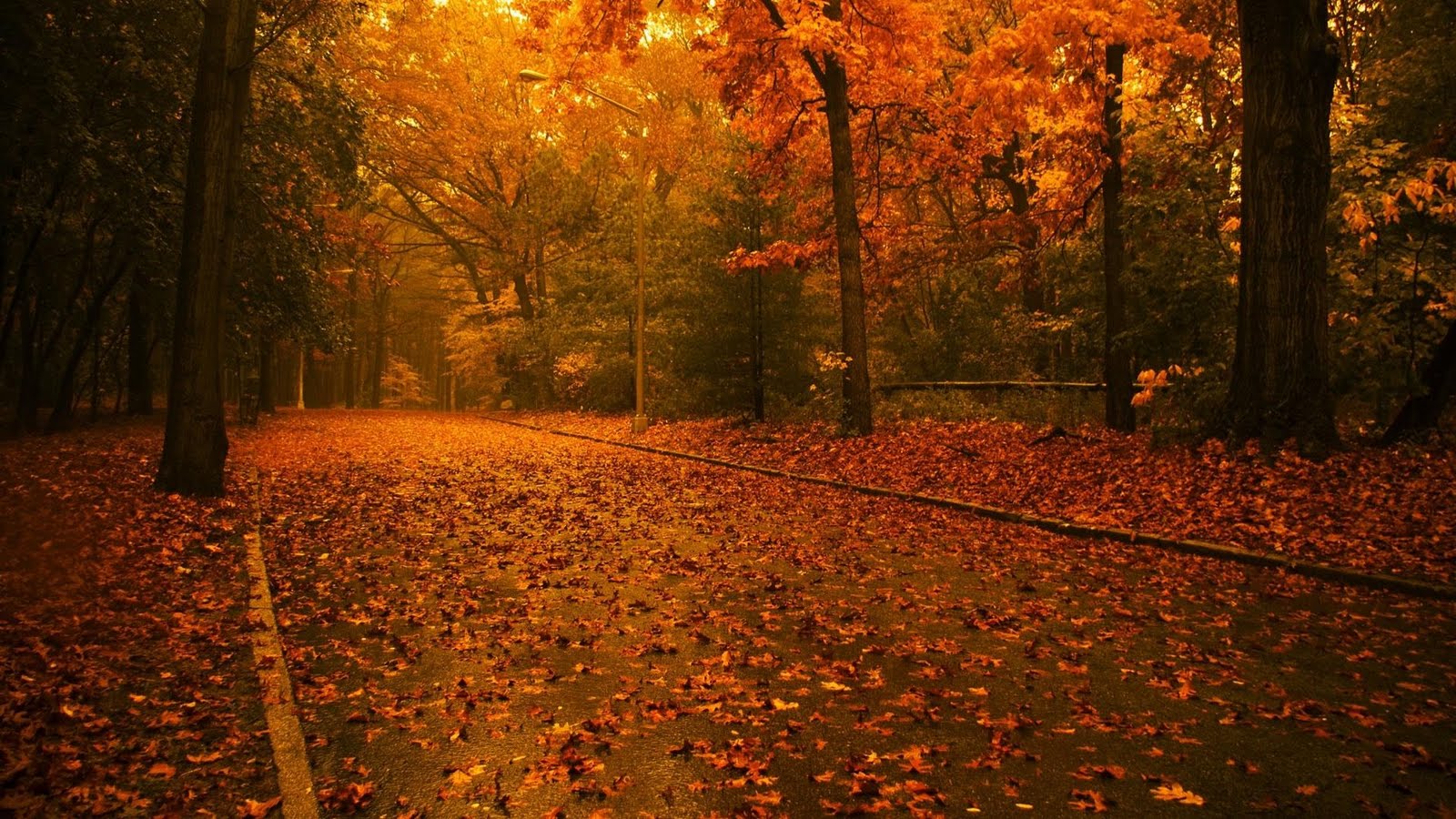 Autumn Leaves HD Wallpaper Cool Here