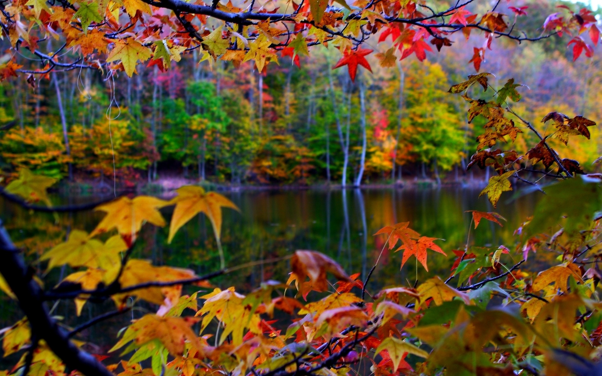 Autumn Leaves And Lake X Close