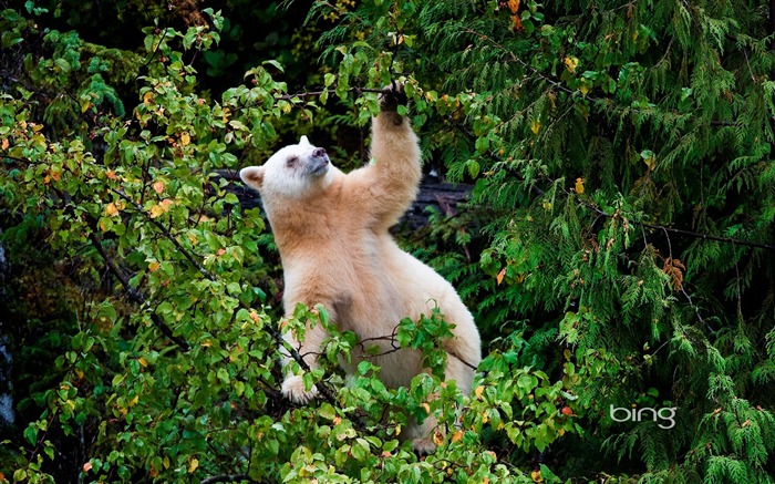 Jungle Polar Bear August Bing Wallpaper