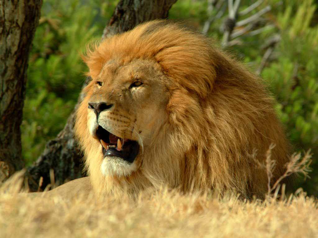 HD Wallpaper African Lion