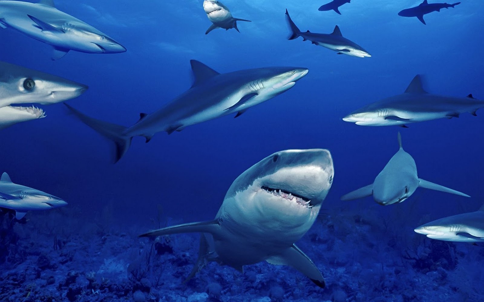 Shark Wallpapers Free HD Download 500 HQ  Unsplash