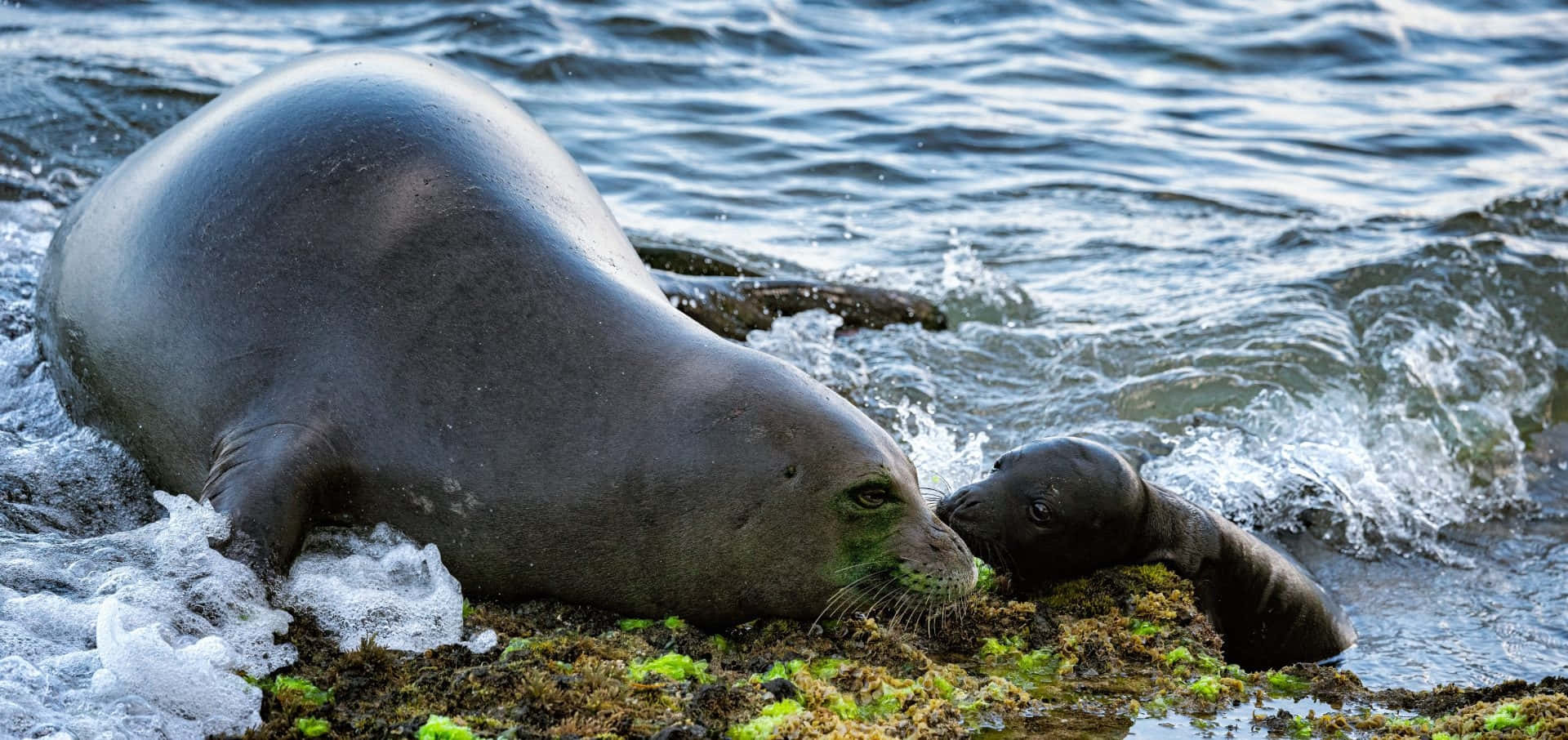 Monk Seal Wallpaper