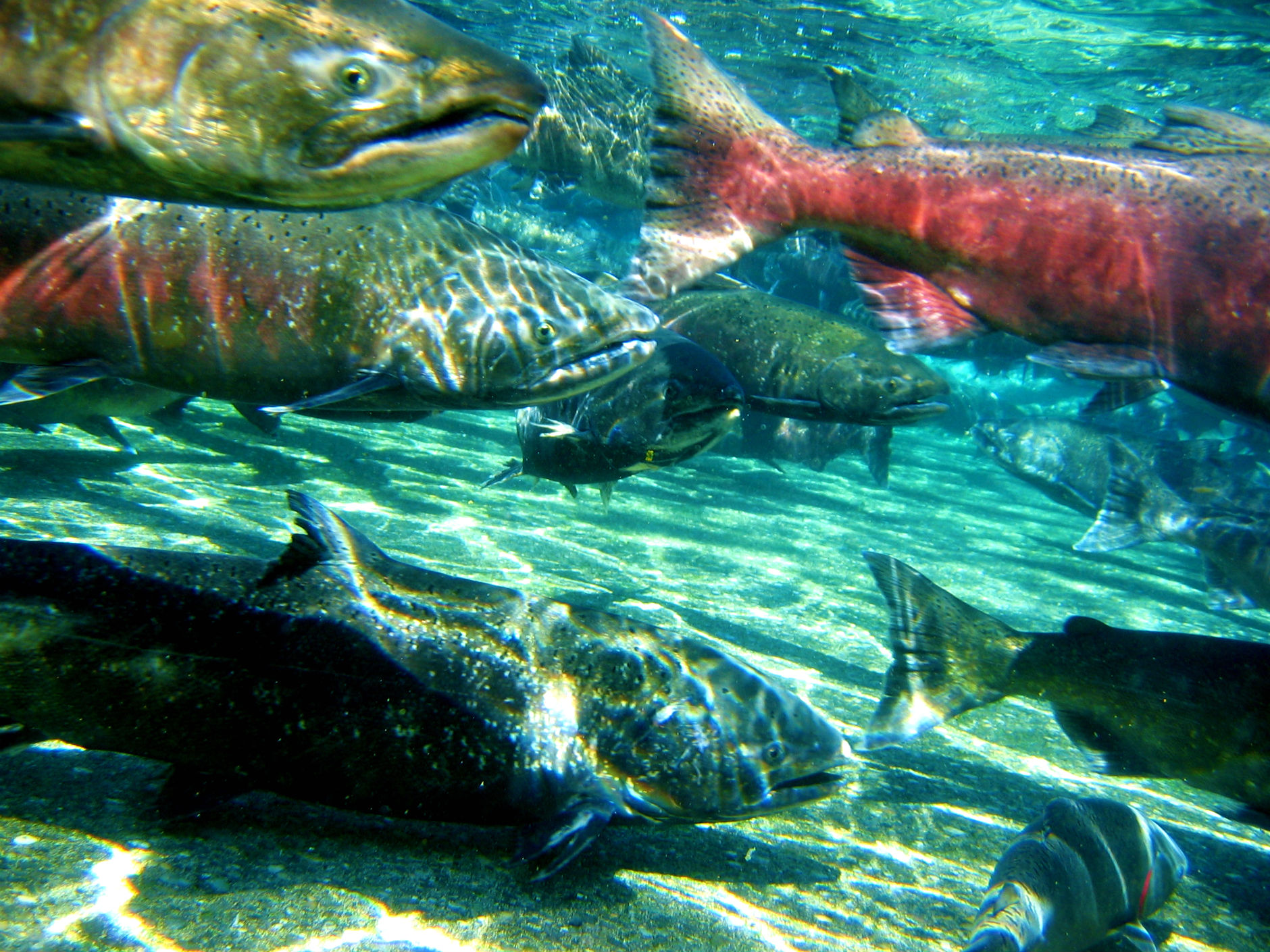 Salmon Fish River Underwater T3 Wallpaper