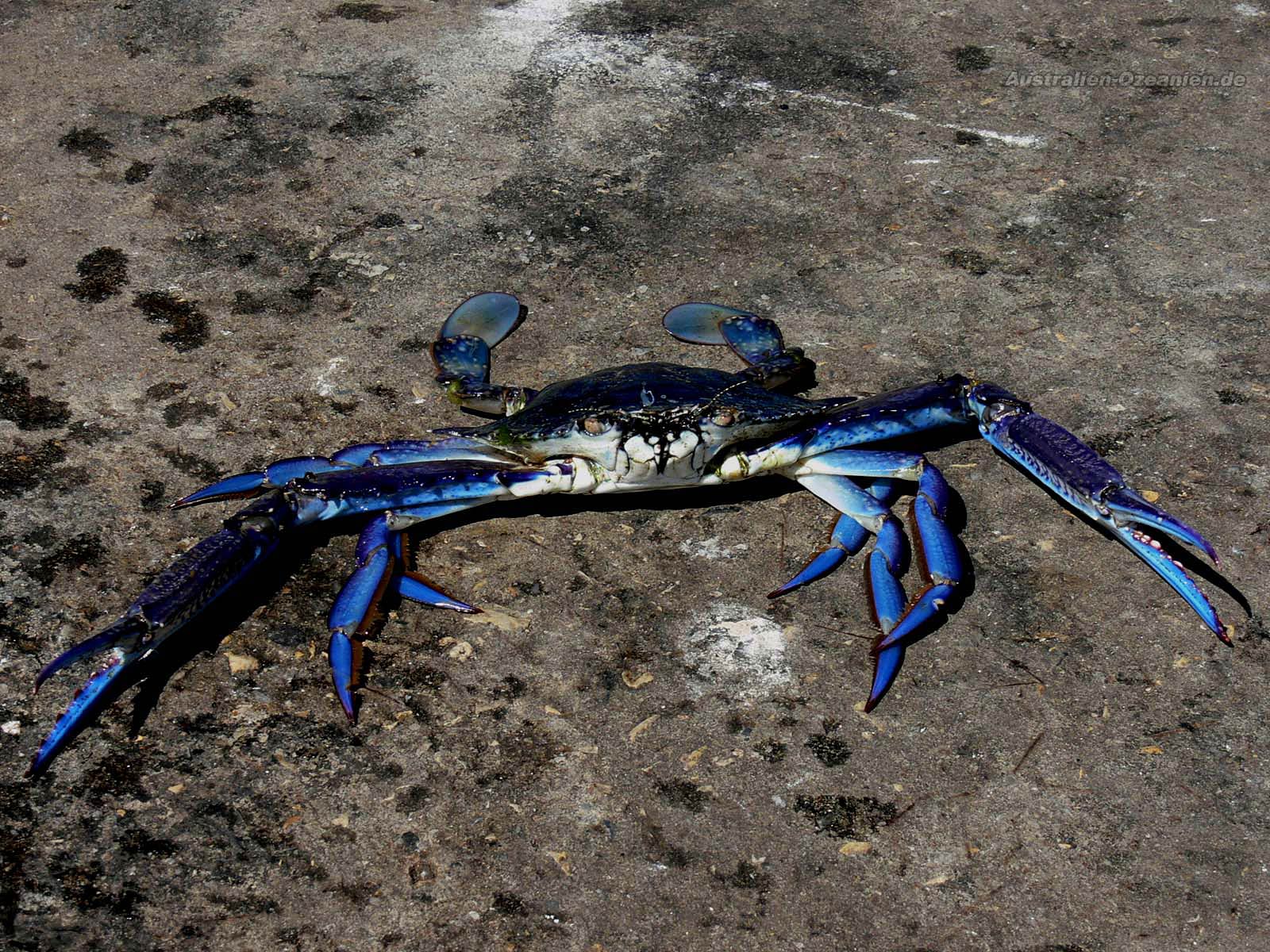 Blue Crab Wallpaper
