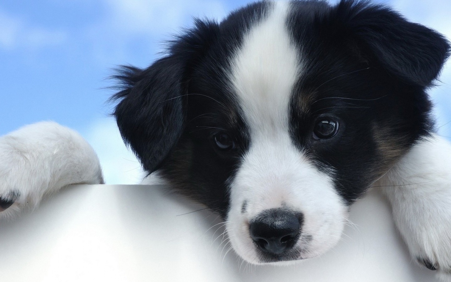 Cute White And Black Puppy Desktop Pc Mac Wallpaper