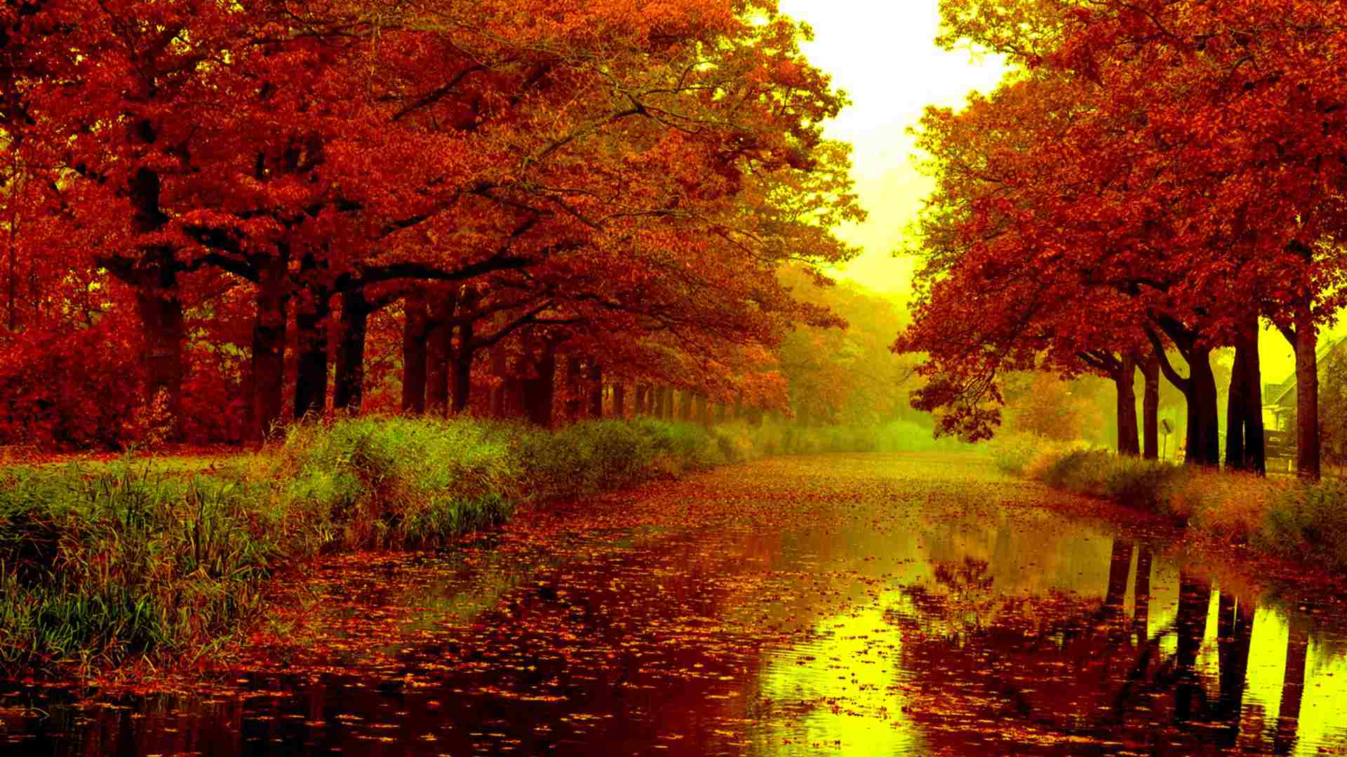 Vivid autumn leaves scattered on a tranquil canal, reflecting the vibrant colors of fall foliage lining the banks