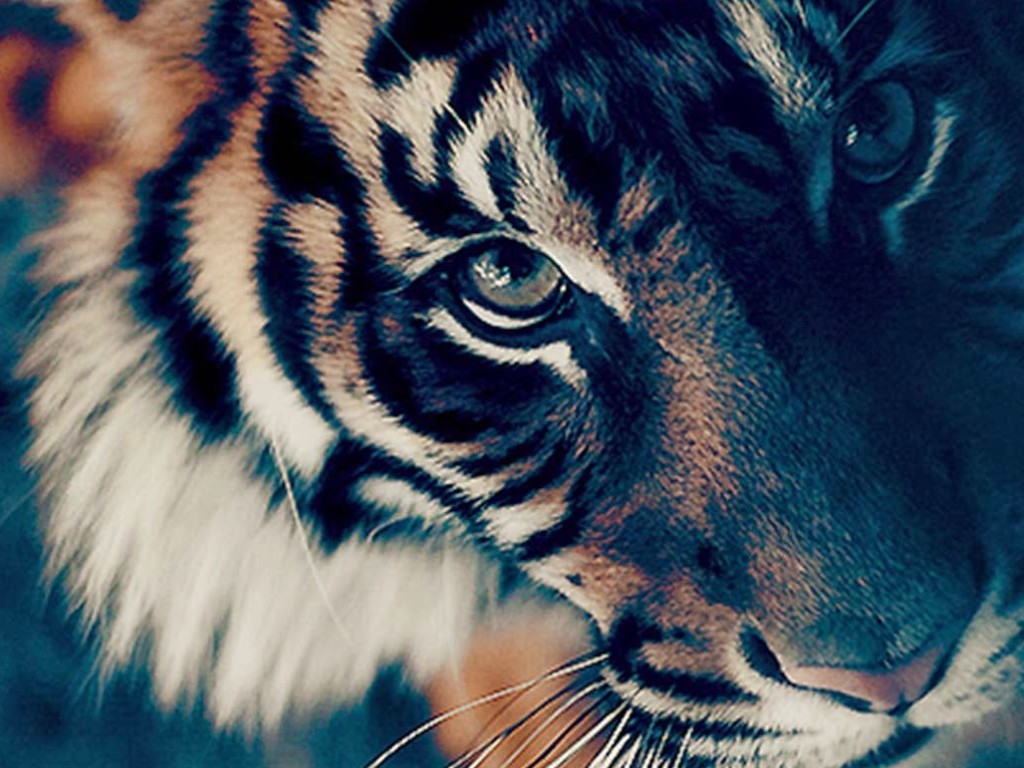 bengal tiger face wallpaper