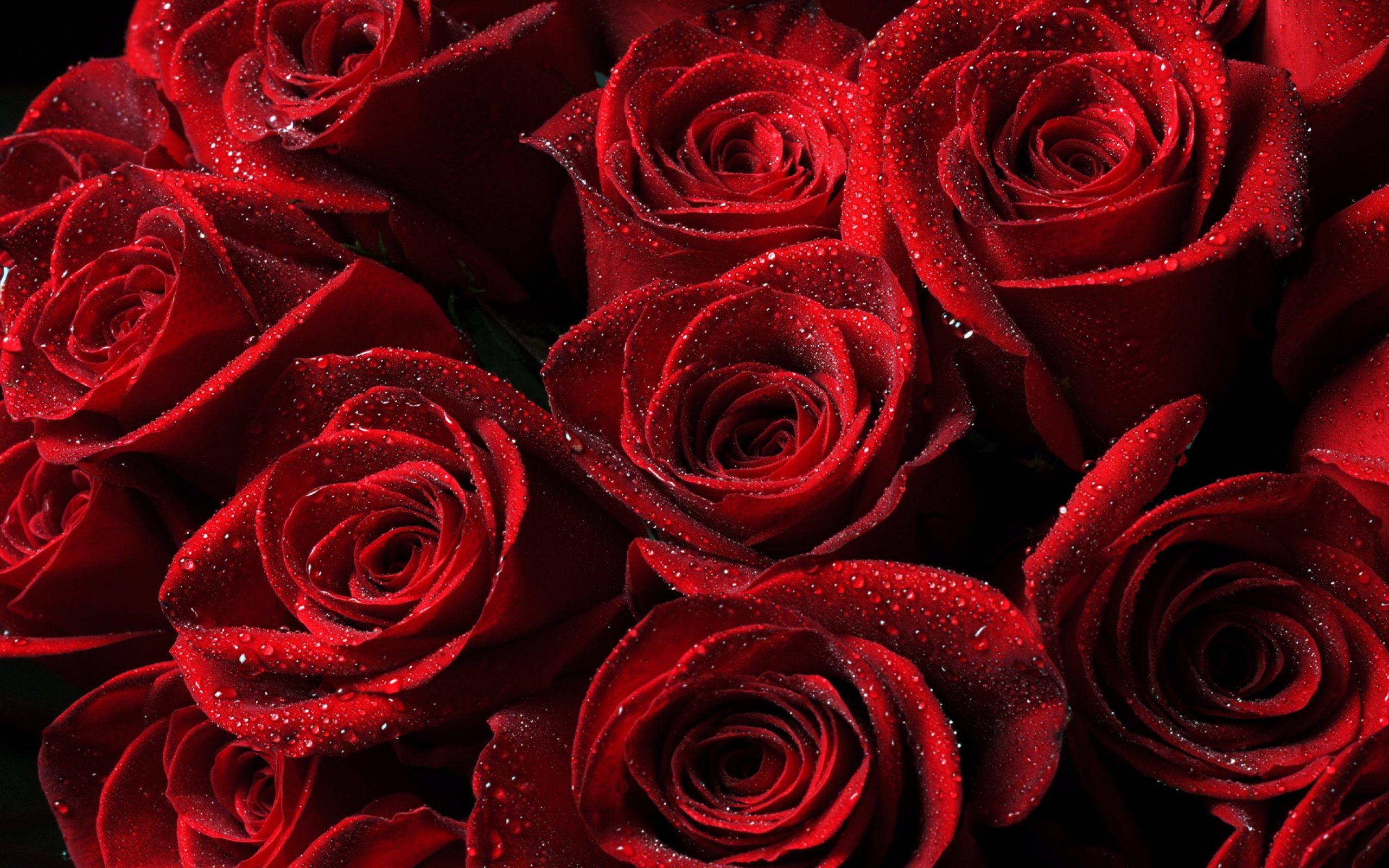 Red Roses Wallpaper Download For Desktop PC amp Mobile