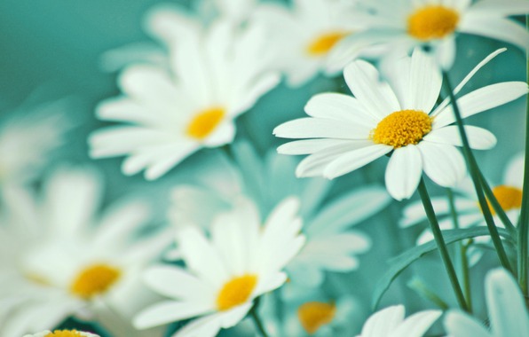 Wallpaper Screensavers Flowers Android To