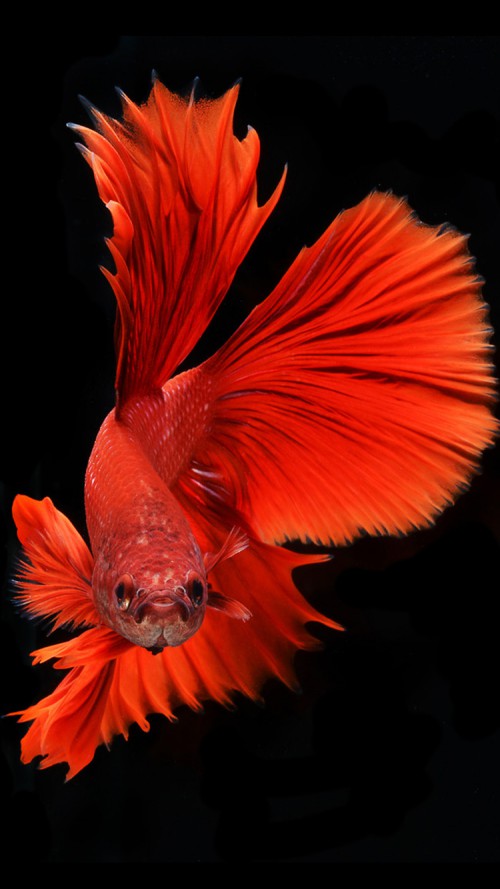  iPhone 6s Wallpaper with Red Veil Tail Betta Fish in Dark Background