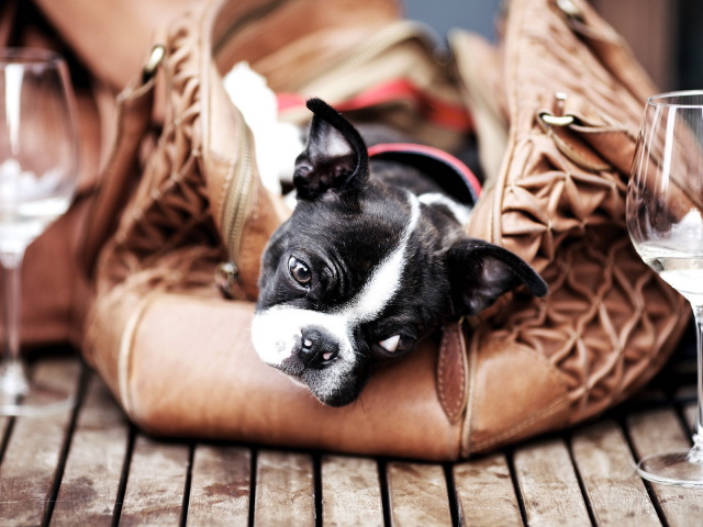 Pug Wallpaper And Image Pictures Photos