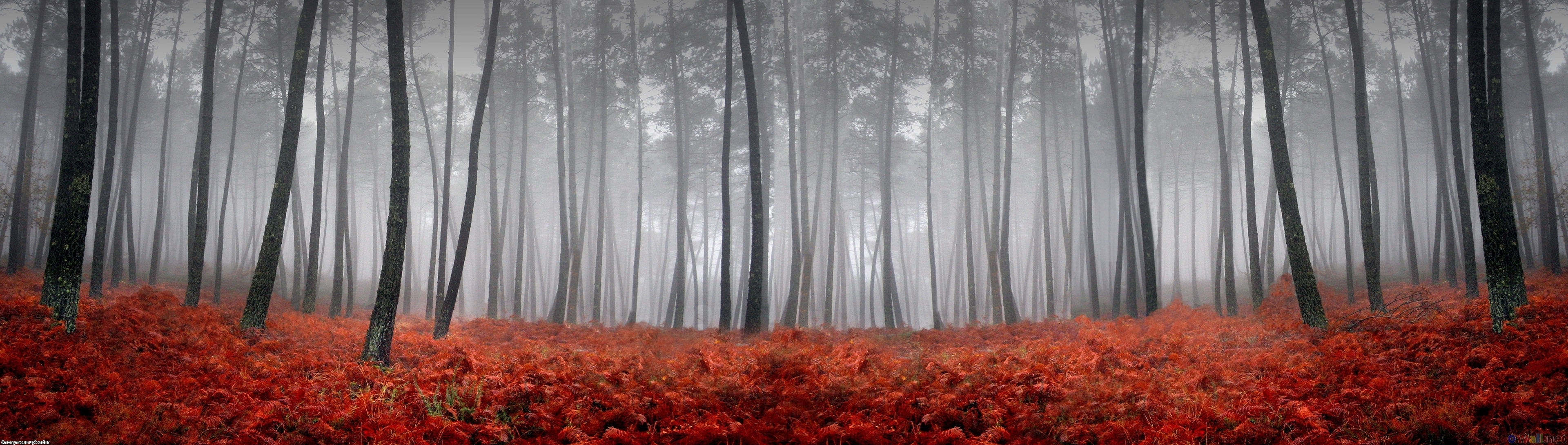 Red Forest Wallpaper Open Walls