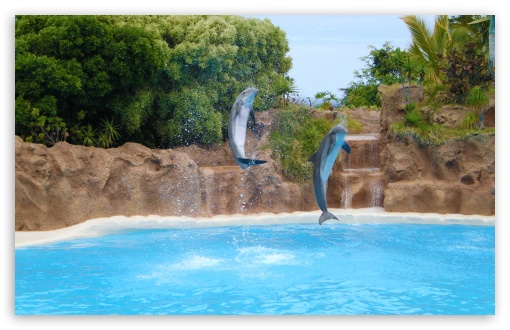 Dolphins HD Desktop Wallpaper Widescreen High Definition