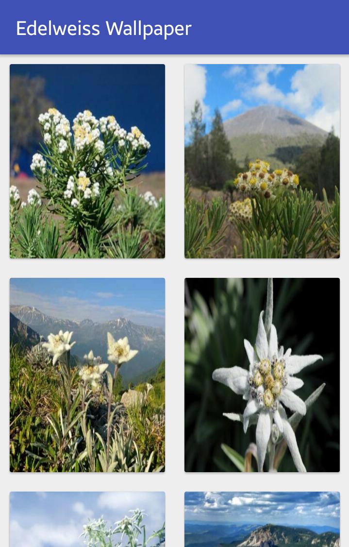 Edelweiss Wallpaper For Android Apk