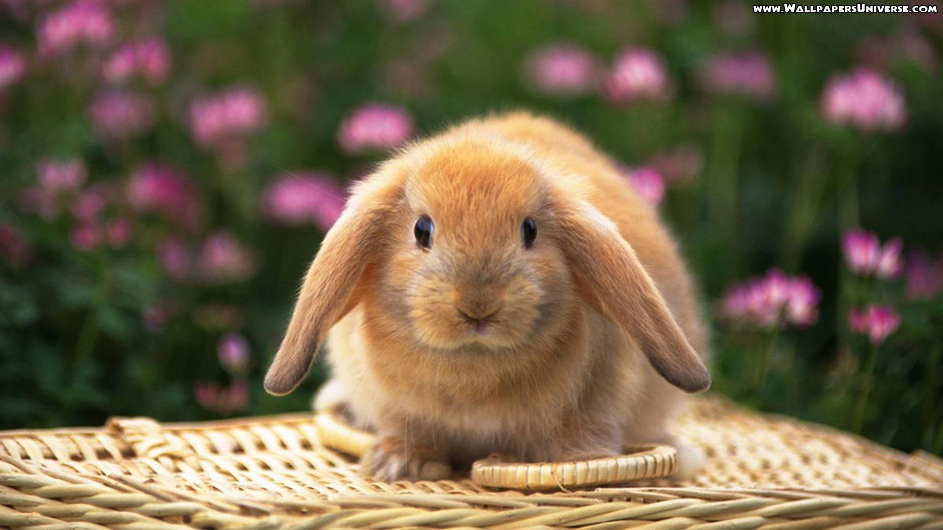 Pics Photos Cute Easter Bunny Rabbits Rabbit Clip
