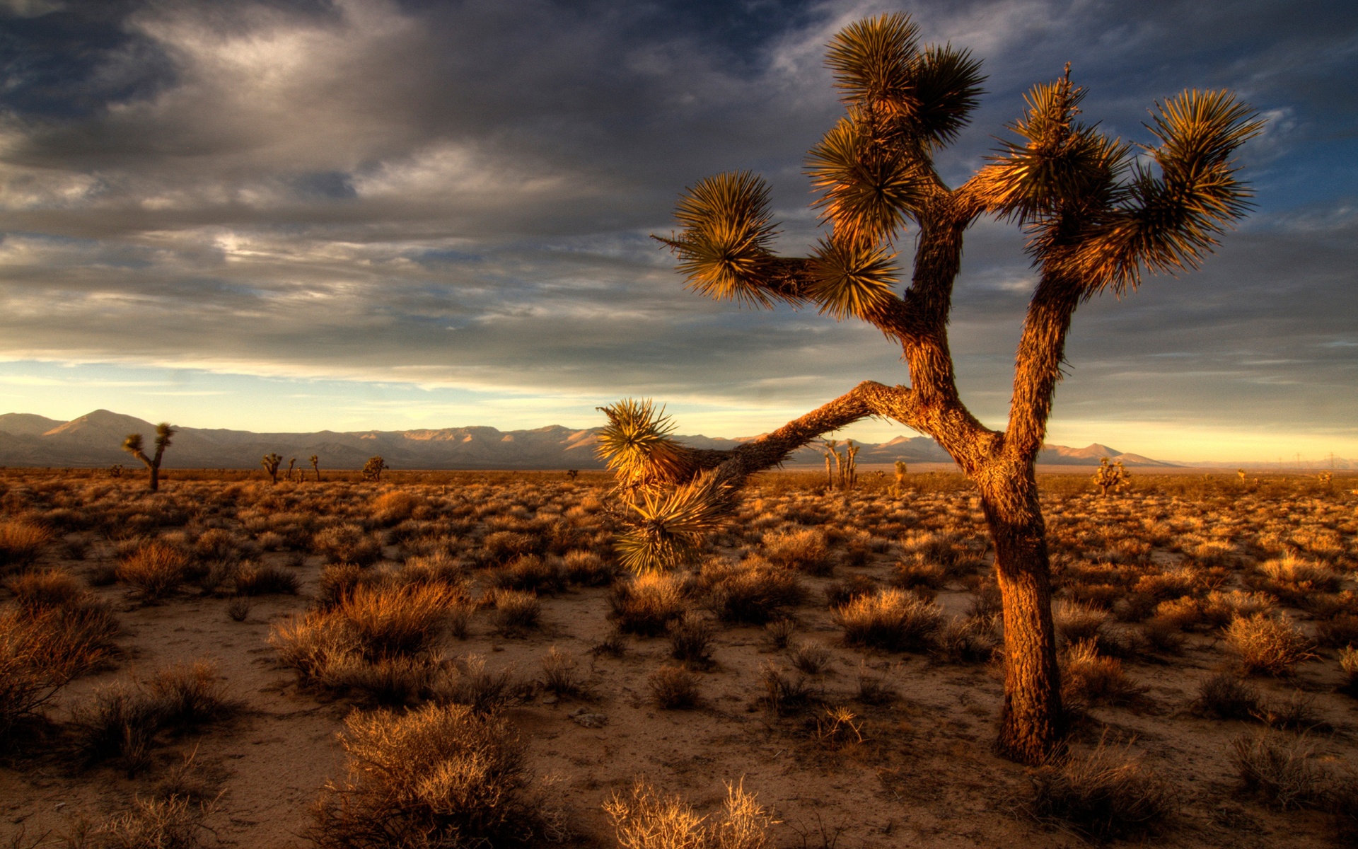 Desert Background With Cactus HD Wallpaper Desktop
