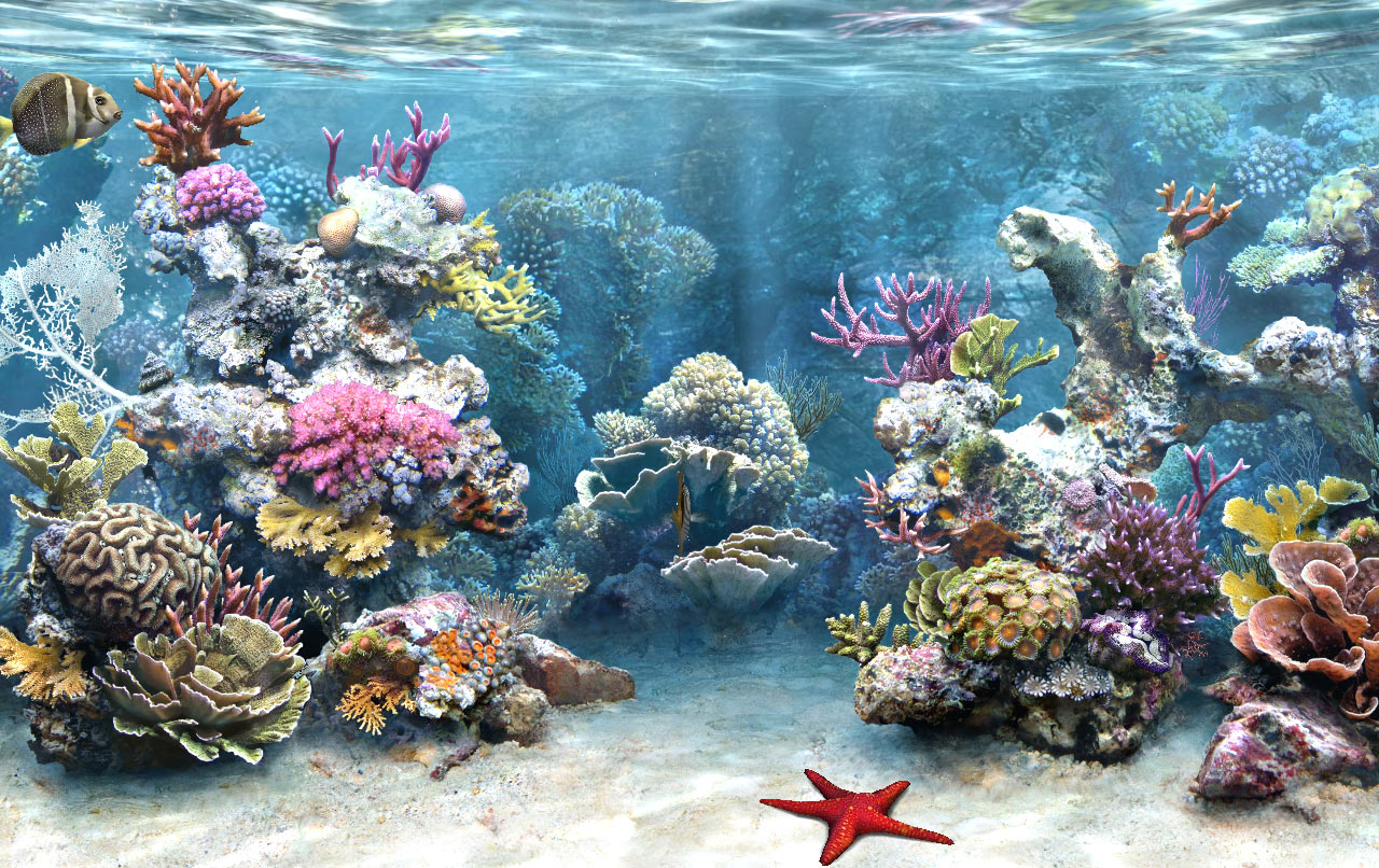 Fish Tank Wallpaper HD Pixel Nature