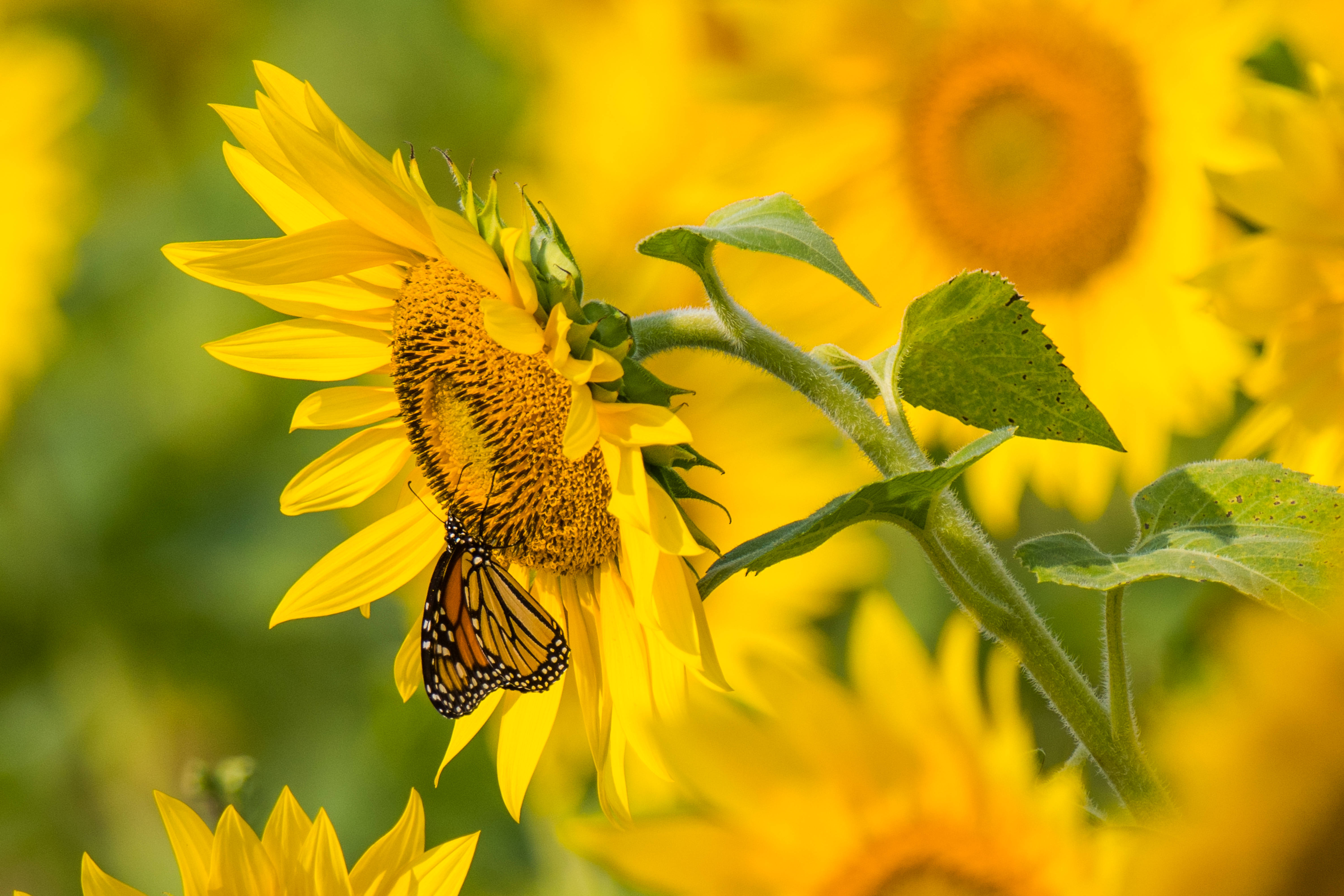 Yellow Sunflower And Butterfly In Summer O2yohy0r8tnj7mil Wallpaper