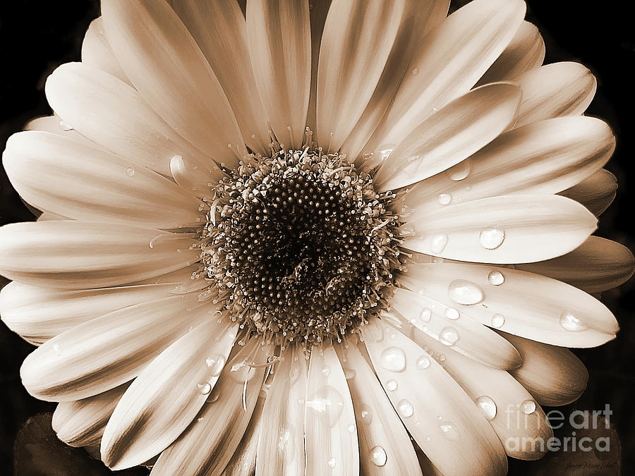 Gerbera And Daisy Flower Wallpaper Zone Background
