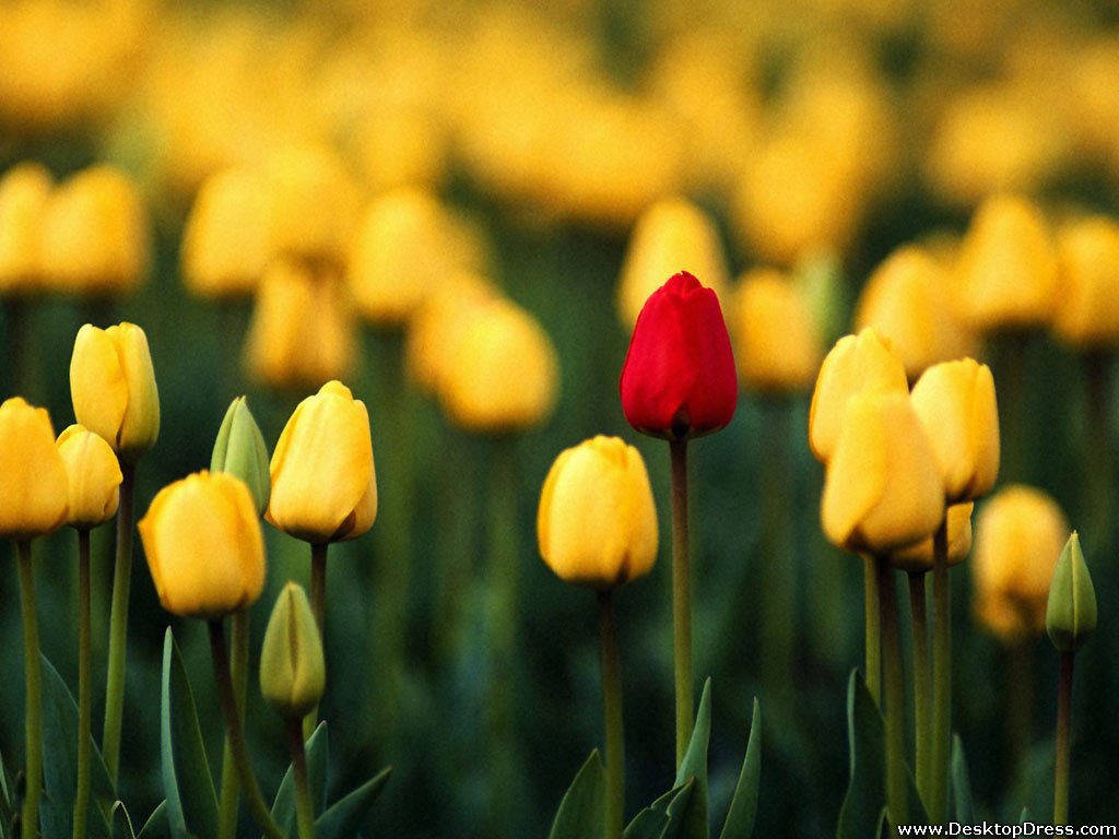 Desktop Wallpaper Flowers Background Yellow Tulips Field