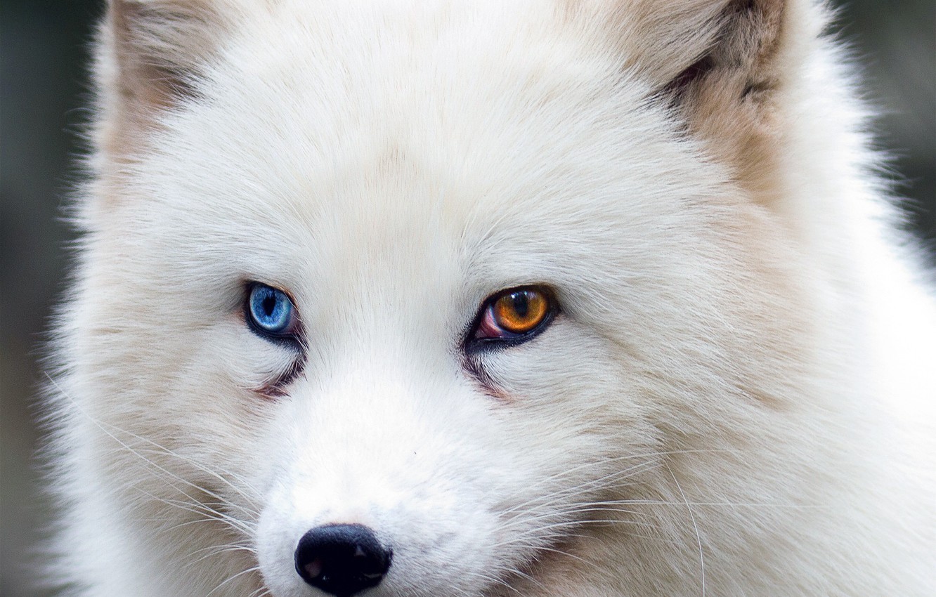 Wallpaper Fox Brown Eyes Blue Animal Wildlife Fur Ears