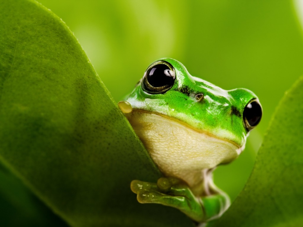 Cute Real Frog Wallpaper