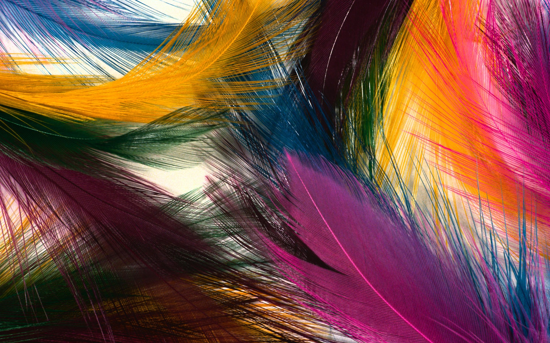 Pics Photos Colorful Feathers Wallpaper