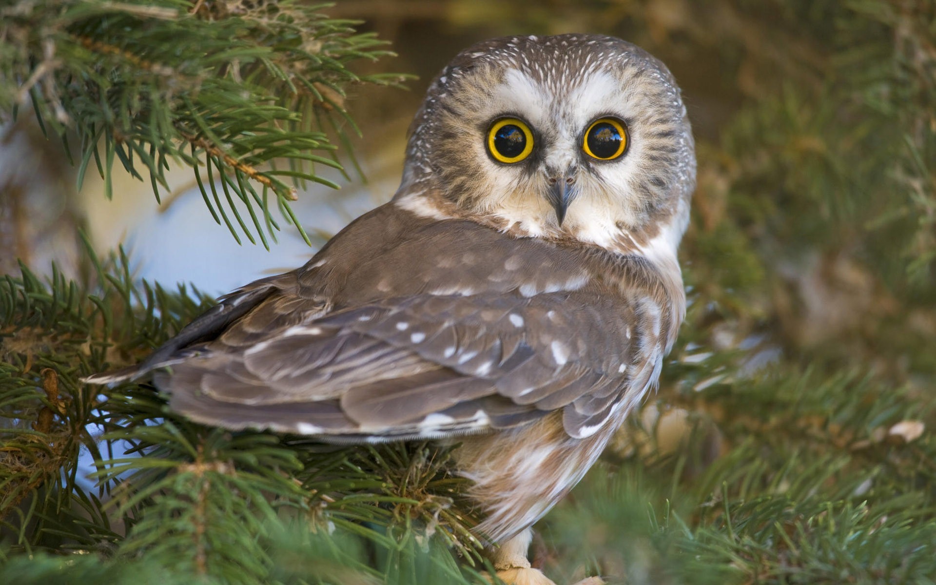Owl Wallpaper