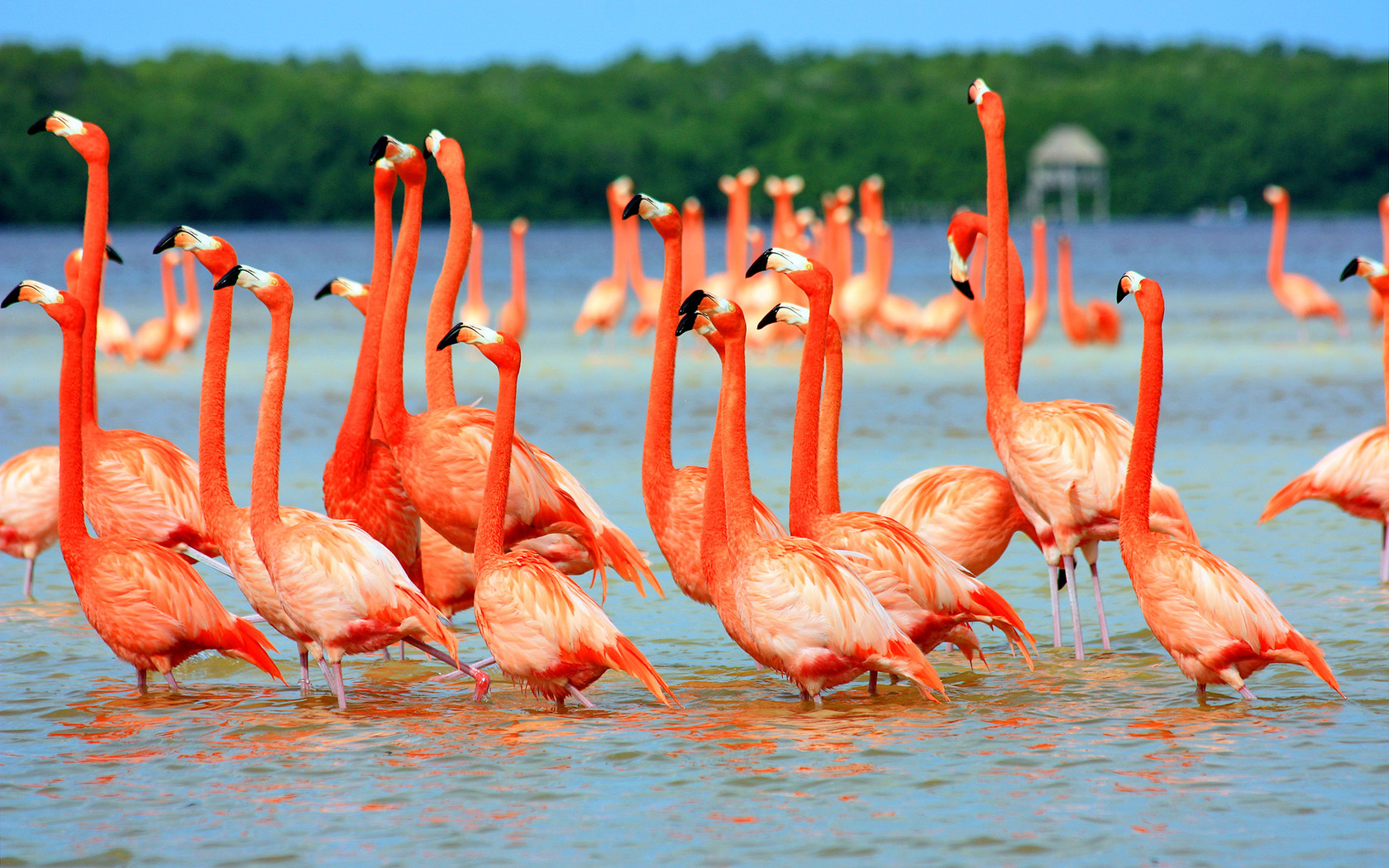 Flamingos Wallpaper Full Desktop Background