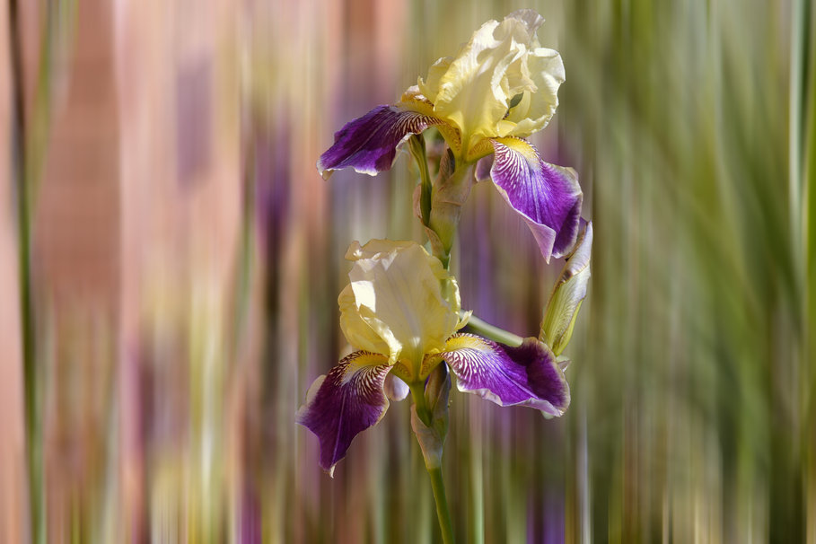 Iris Bearded Wallpaper