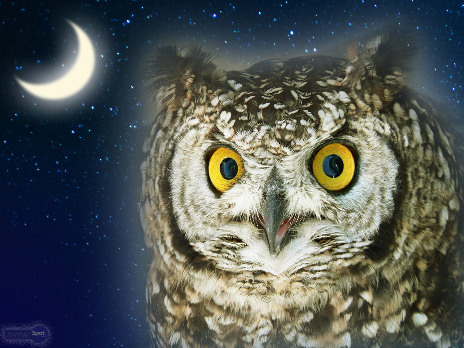 Owl Desktop Wallpaper For