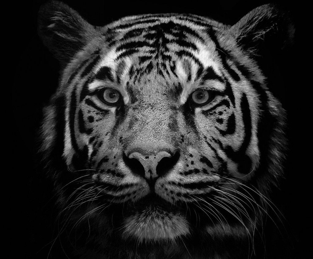 Black And White Tiger Images   HD Wallpapers and Pictures 1022x846