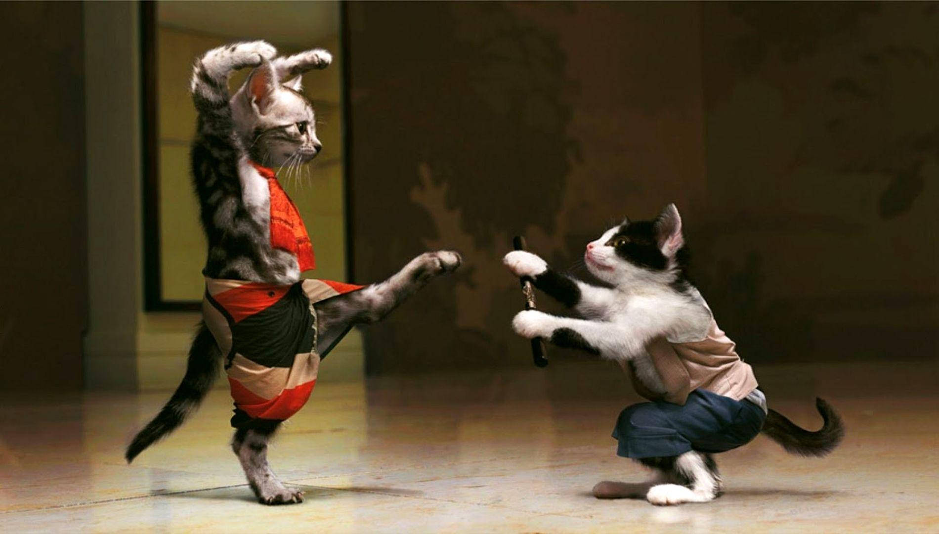 Cat Meme Wallpaper