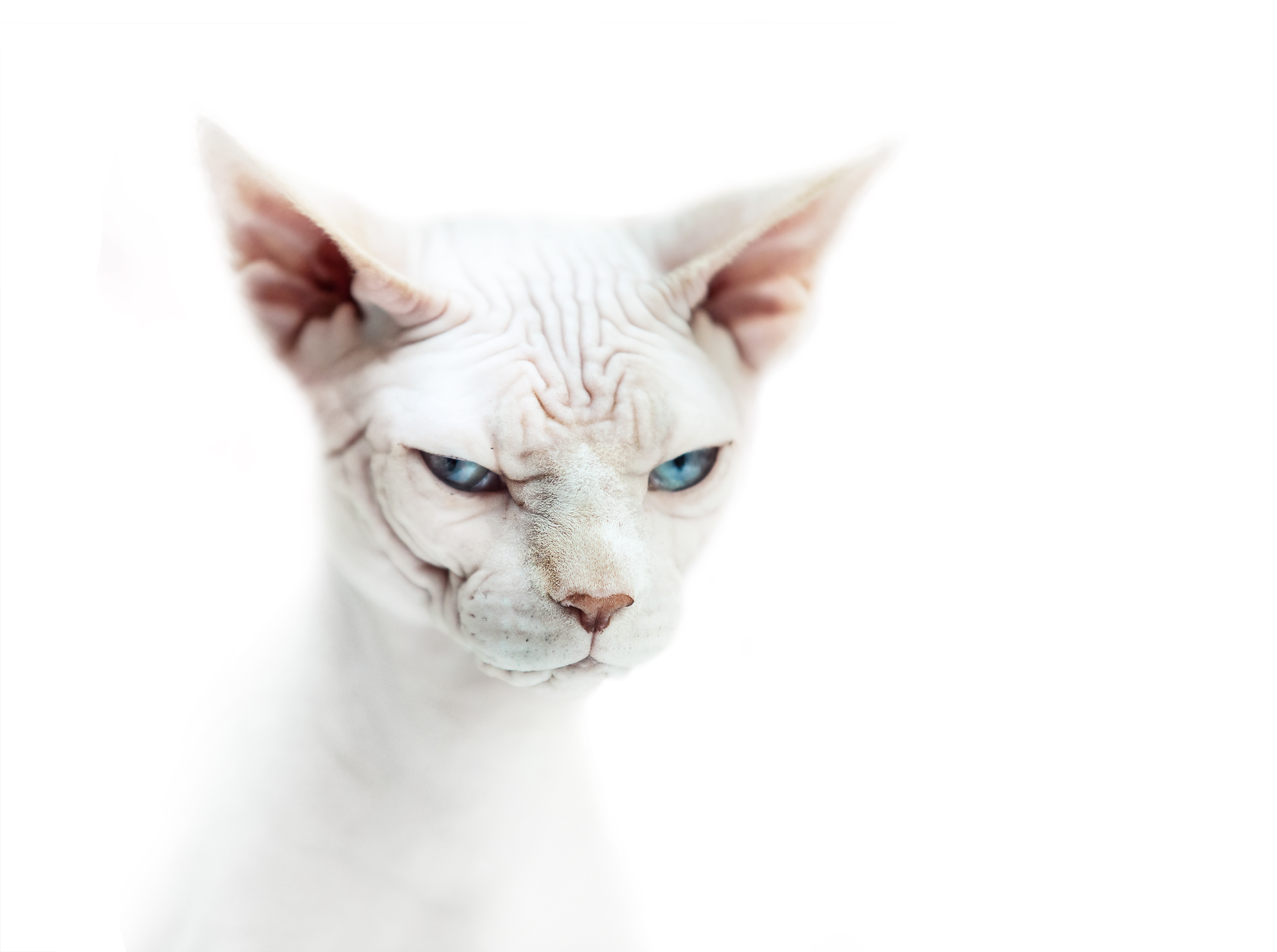 Sphynx Cat HD Wallpaper Background Image
