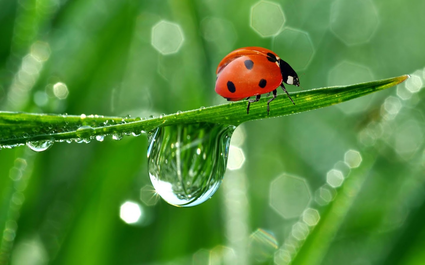 Ladybug Live Wallpaper Android Apps On Google Play