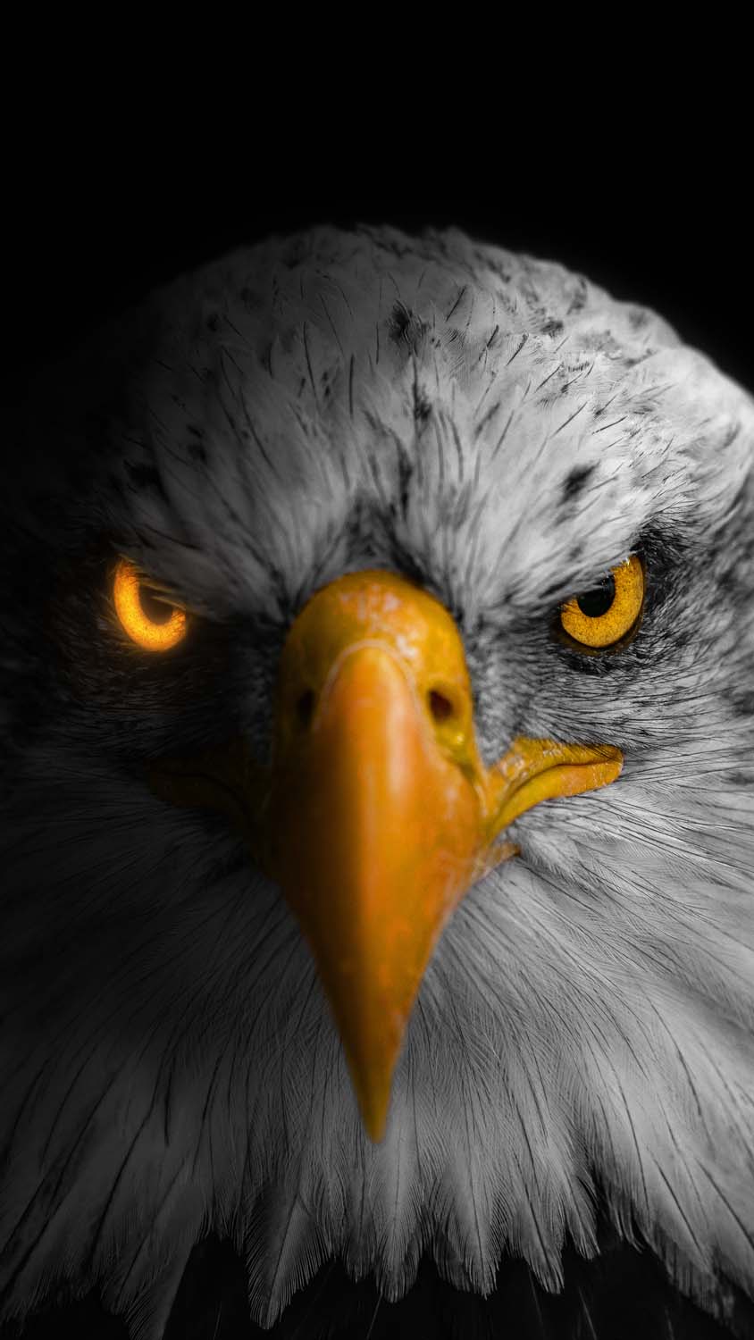 HD Wallpaper For Eagle Mobile At Lisa Bassett