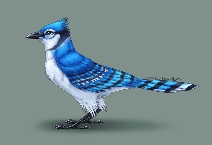 Blue Jay By Soulwithin465